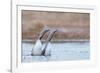 Red-throated diver pair displaying on the water, Finland-Markus Varesvuo-Framed Photographic Print