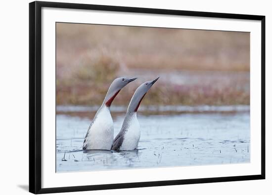 Red-throated diver pair displaying on the water, Finland-Markus Varesvuo-Framed Photographic Print