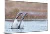 Red-throated diver pair displaying on the water, Finland-Markus Varesvuo-Mounted Photographic Print