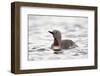 Red-Throated Diver (Red-Throated Loon) (Gavia Stellata), Iceland, Polar Regions-James-Framed Photographic Print