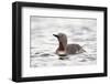 Red-Throated Diver (Red-Throated Loon) (Gavia Stellata), Iceland, Polar Regions-James-Framed Photographic Print