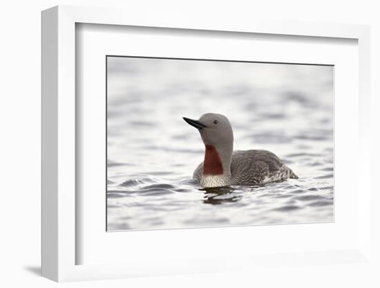 Red-Throated Diver (Red-Throated Loon) (Gavia Stellata), Iceland, Polar Regions-James-Framed Photographic Print