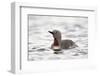 Red-Throated Diver (Red-Throated Loon) (Gavia Stellata), Iceland, Polar Regions-James-Framed Photographic Print