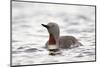 Red-Throated Diver (Red-Throated Loon) (Gavia Stellata), Iceland, Polar Regions-James-Mounted Photographic Print