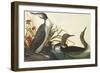 Red-Throated Diver-John James Audubon-Framed Art Print