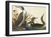 Red-Throated Diver-John James Audubon-Framed Art Print