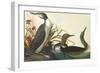 Red-Throated Diver-John James Audubon-Framed Art Print