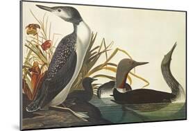 Red-Throated Diver-John James Audubon-Mounted Art Print