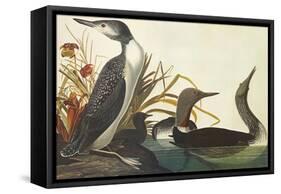 Red-Throated Diver-John James Audubon-Framed Stretched Canvas