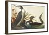 Red-Throated Diver-John James Audubon-Framed Art Print