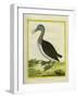 Red-Throated Diver-Georges-Louis Buffon-Framed Giclee Print