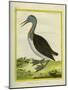 Red-Throated Diver-Georges-Louis Buffon-Mounted Giclee Print