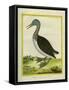 Red-Throated Diver-Georges-Louis Buffon-Framed Stretched Canvas