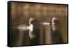 Red Throated Divers (Gavia Stellata) on Lake at Dawn, Bergslagen, Sweden, April 2009-Cairns-Framed Stretched Canvas