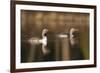 Red Throated Divers (Gavia Stellata) on Lake at Dawn, Bergslagen, Sweden, April 2009-Cairns-Framed Photographic Print