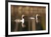 Red Throated Divers (Gavia Stellata) on Lake at Dawn, Bergslagen, Sweden, April 2009-Cairns-Framed Photographic Print