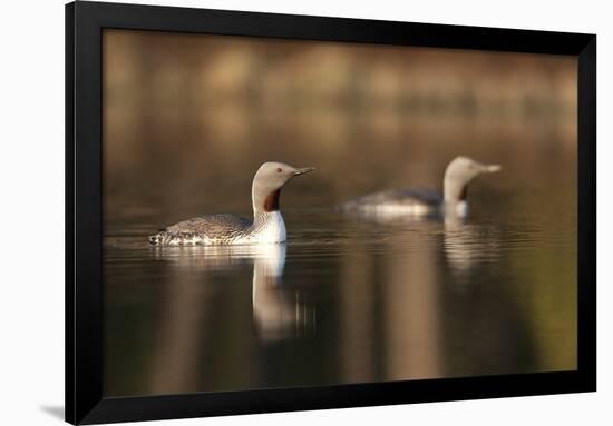 Red Throated Divers (Gavia Stellata) on Lake at Dawn, Bergslagen, Sweden, April 2009-Cairns-Framed Photographic Print