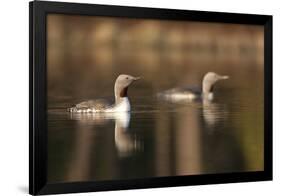 Red Throated Divers (Gavia Stellata) on Lake at Dawn, Bergslagen, Sweden, April 2009-Cairns-Framed Photographic Print