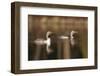 Red Throated Divers (Gavia Stellata) on Lake at Dawn, Bergslagen, Sweden, April 2009-Cairns-Framed Photographic Print