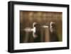 Red Throated Divers (Gavia Stellata) on Lake at Dawn, Bergslagen, Sweden, April 2009-Cairns-Framed Photographic Print