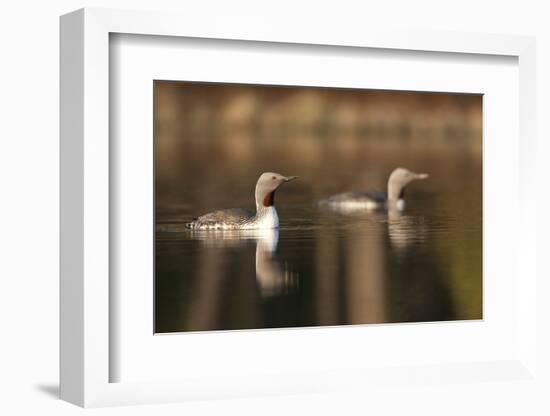 Red Throated Divers (Gavia Stellata) on Lake at Dawn, Bergslagen, Sweden, April 2009-Cairns-Framed Photographic Print