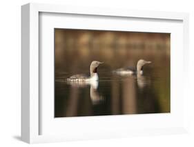 Red Throated Divers (Gavia Stellata) on Lake at Dawn, Bergslagen, Sweden, April 2009-Cairns-Framed Photographic Print