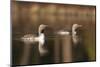 Red Throated Divers (Gavia Stellata) on Lake at Dawn, Bergslagen, Sweden, April 2009-Cairns-Mounted Photographic Print