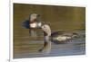 Red-Throated Loon Pair-Ken Archer-Framed Photographic Print