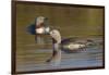 Red-Throated Loon Pair-Ken Archer-Framed Photographic Print