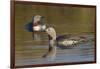 Red-Throated Loon Pair-Ken Archer-Framed Photographic Print