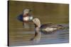 Red-Throated Loon Pair-Ken Archer-Stretched Canvas
