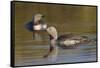 Red-Throated Loon Pair-Ken Archer-Framed Stretched Canvas