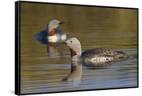 Red-Throated Loon Pair-Ken Archer-Framed Stretched Canvas