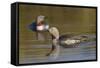 Red-Throated Loon Pair-Ken Archer-Framed Stretched Canvas