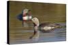 Red-Throated Loon Pair-Ken Archer-Stretched Canvas