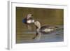 Red-Throated Loon Pair-Ken Archer-Framed Photographic Print