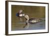 Red-Throated Loon Pair-Ken Archer-Framed Photographic Print