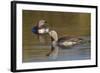 Red-Throated Loon Pair-Ken Archer-Framed Photographic Print