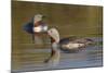 Red-Throated Loon Pair-Ken Archer-Mounted Photographic Print