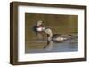 Red-Throated Loon Pair-Ken Archer-Framed Photographic Print