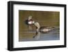 Red-Throated Loon Pair-Ken Archer-Framed Photographic Print