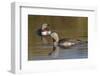 Red-Throated Loon Pair-Ken Archer-Framed Photographic Print