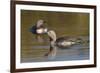 Red-Throated Loon Pair-Ken Archer-Framed Photographic Print