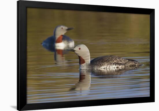 Red-Throated Loon Pair-Ken Archer-Framed Photographic Print