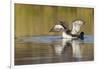 Red-Throated Loon-Ken Archer-Framed Photographic Print