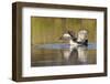 Red-Throated Loon-Ken Archer-Framed Photographic Print