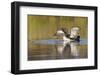 Red-Throated Loon-Ken Archer-Framed Photographic Print