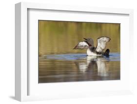 Red-Throated Loon-Ken Archer-Framed Photographic Print