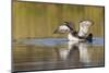 Red-Throated Loon-Ken Archer-Mounted Photographic Print