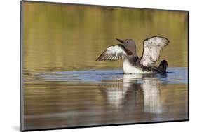 Red-Throated Loon-Ken Archer-Mounted Photographic Print